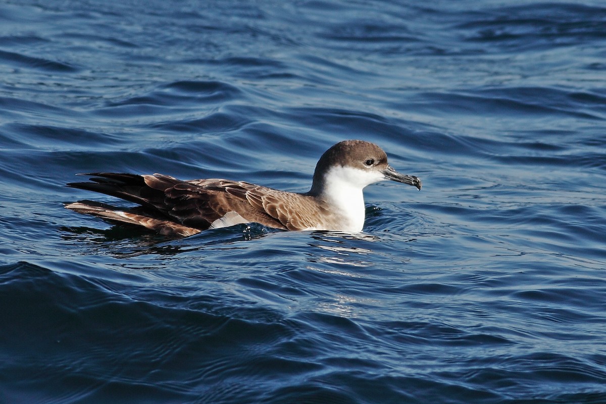 Great Shearwater - ML628024703