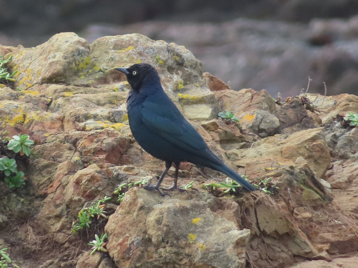 Brewer's Blackbird - ML628024746