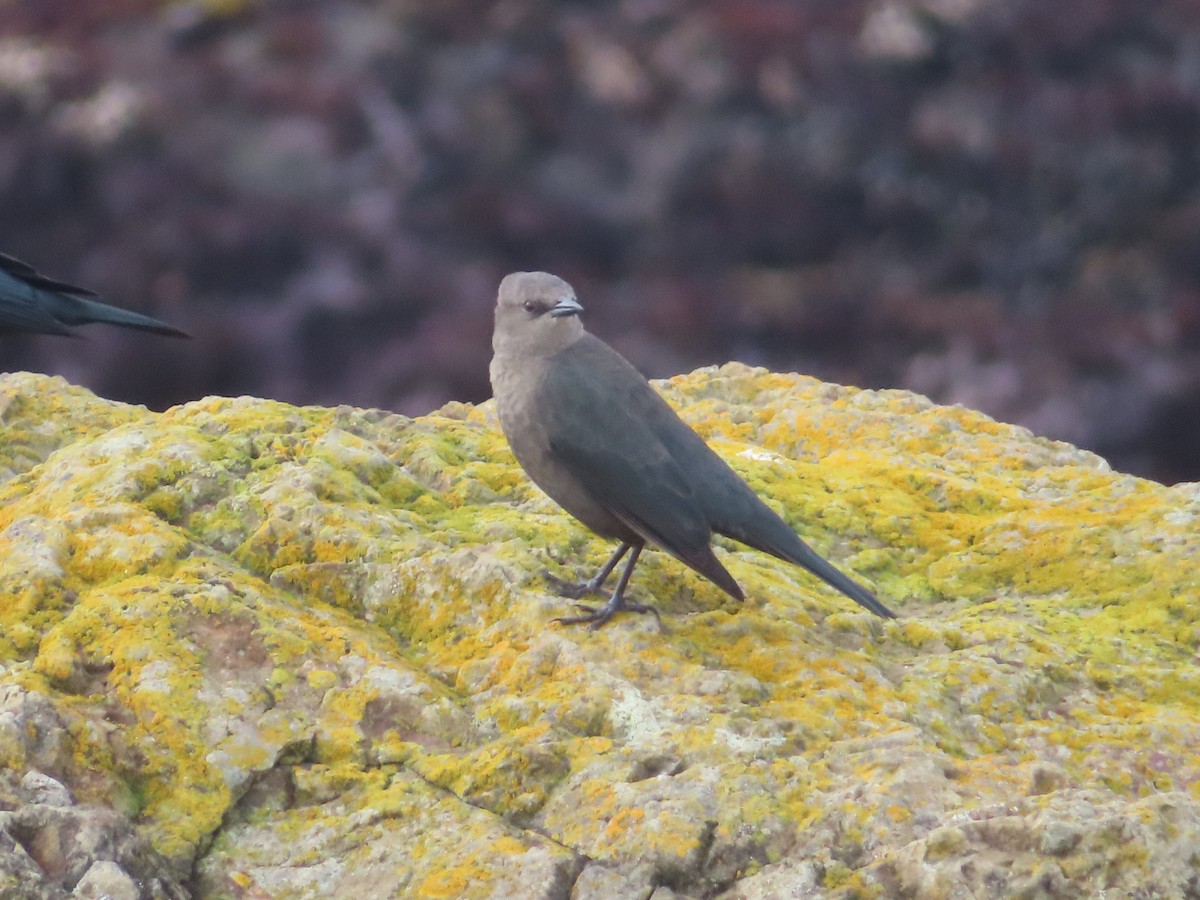 Brewer's Blackbird - ML628024748