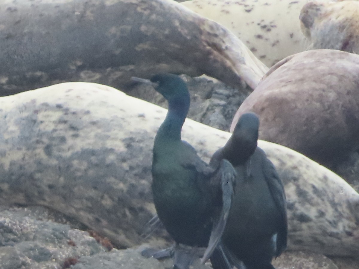 Pelagic Cormorant - ML628024751