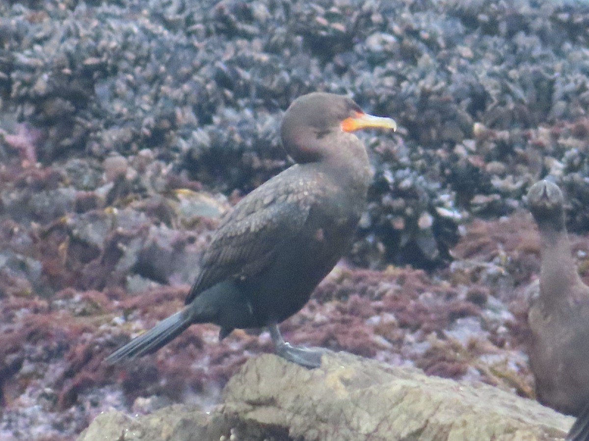 Double-crested Cormorant - ML628024756