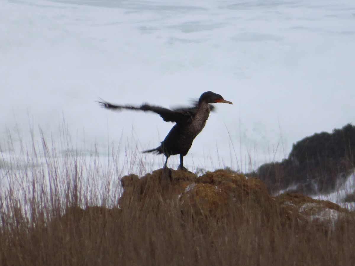 Double-crested Cormorant - ML628024761