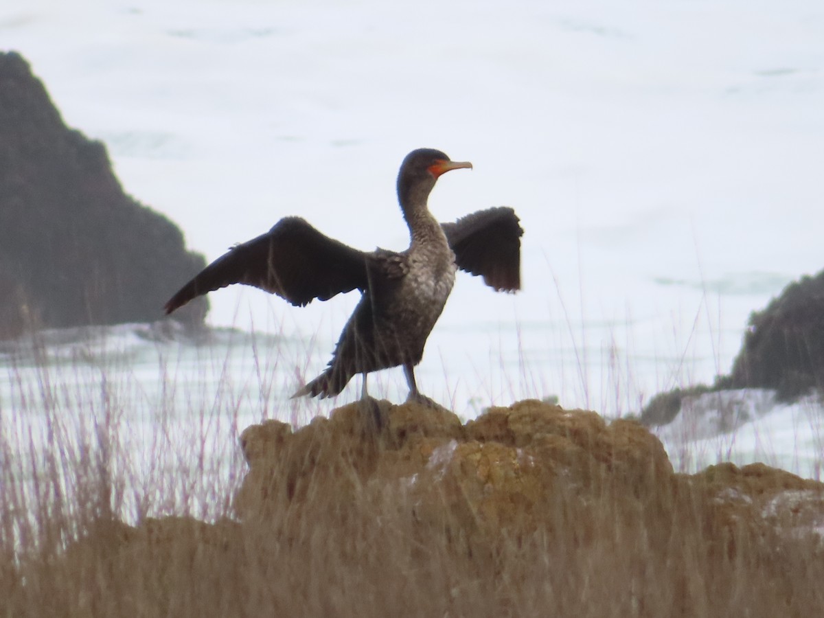 Double-crested Cormorant - ML628024768