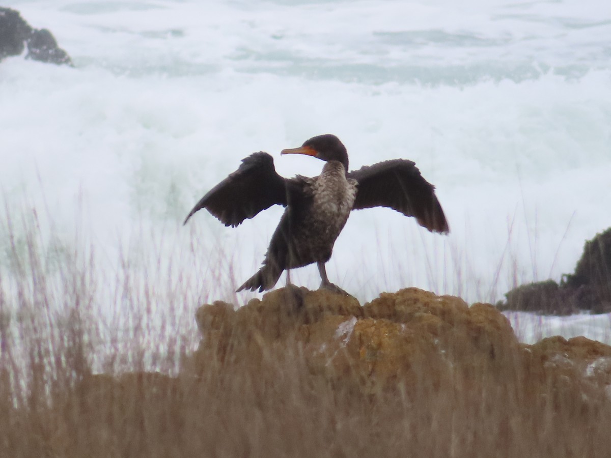 Double-crested Cormorant - ML628024769