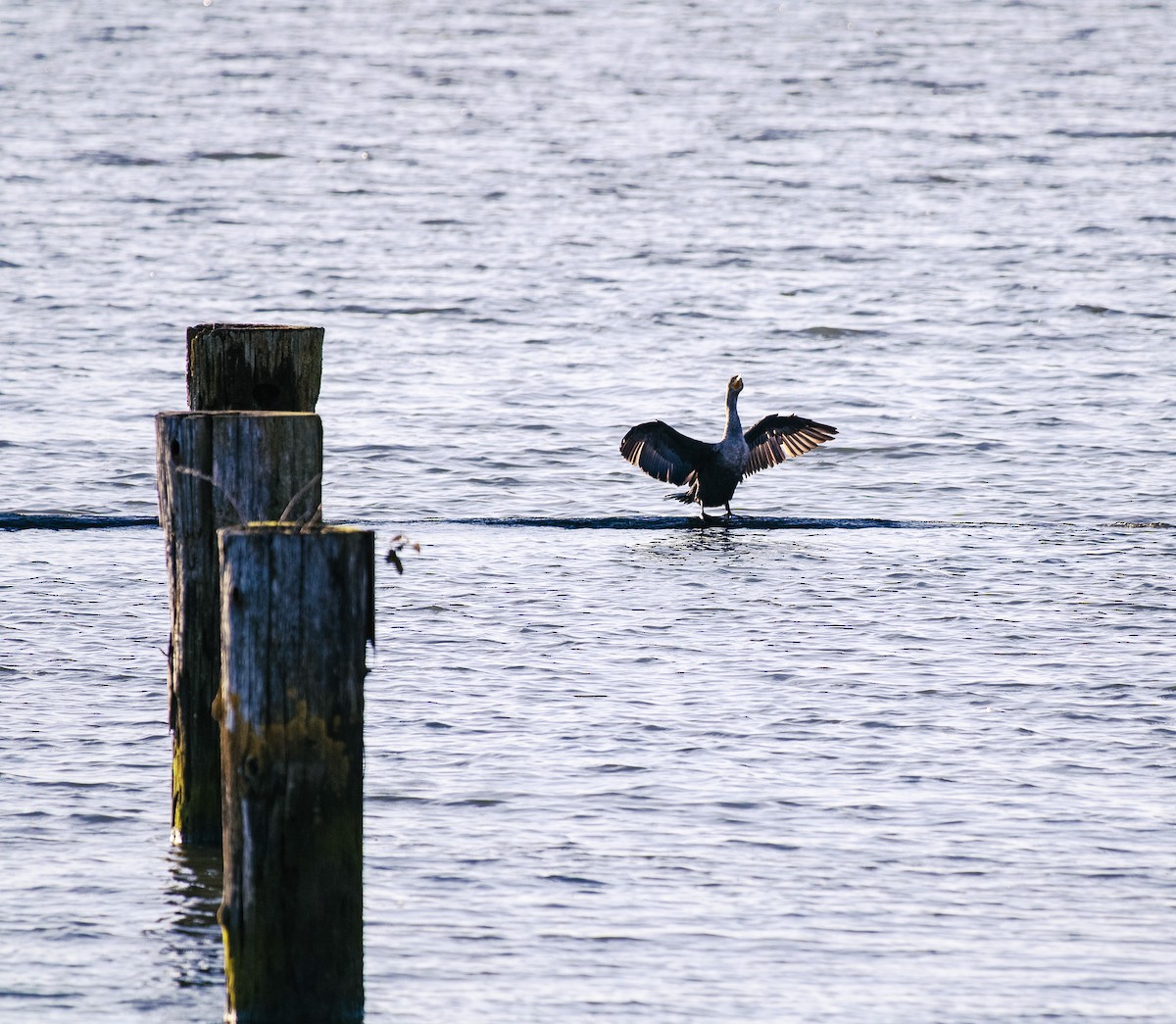 Double-crested Cormorant - ML628024803