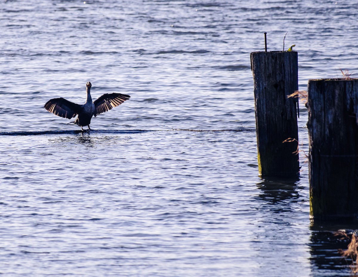 Double-crested Cormorant - ML628024815