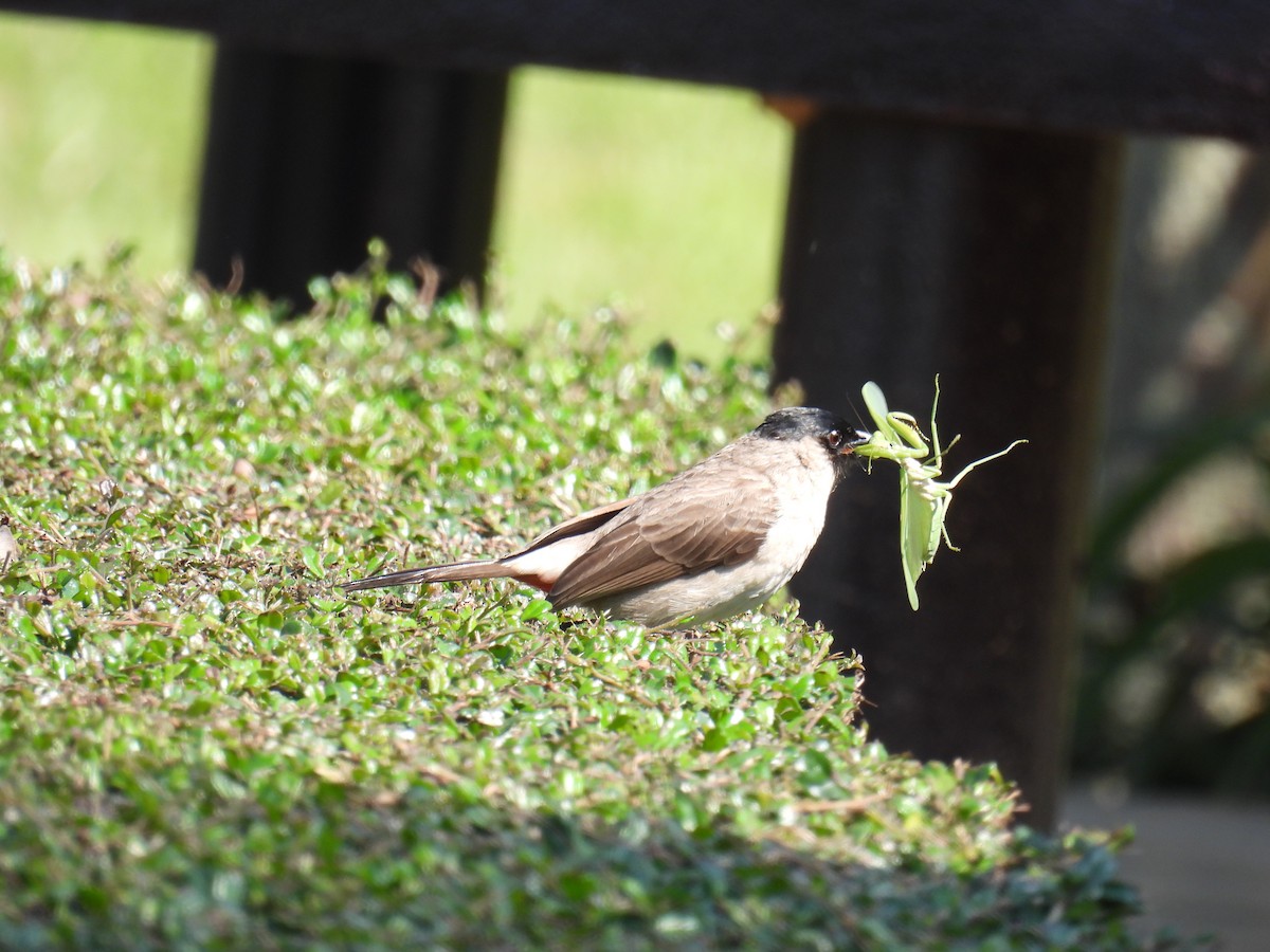 Bulbul Ventridorado - ML628024828