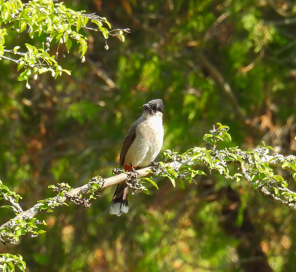 Bulbul Ventridorado - ML628024829