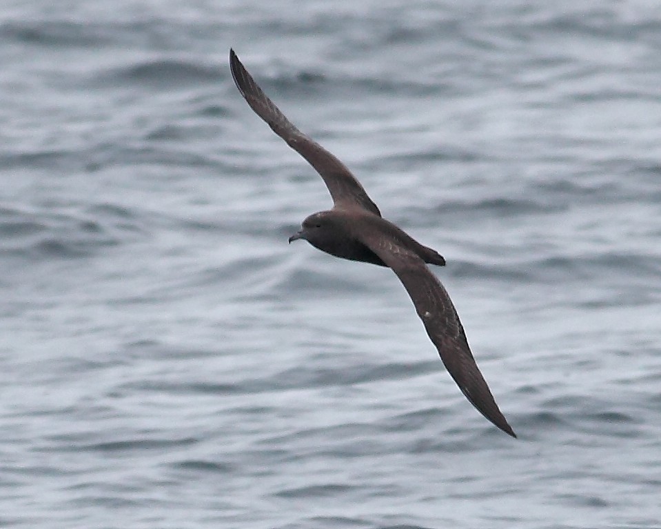 Sooty Shearwater - ML628024836