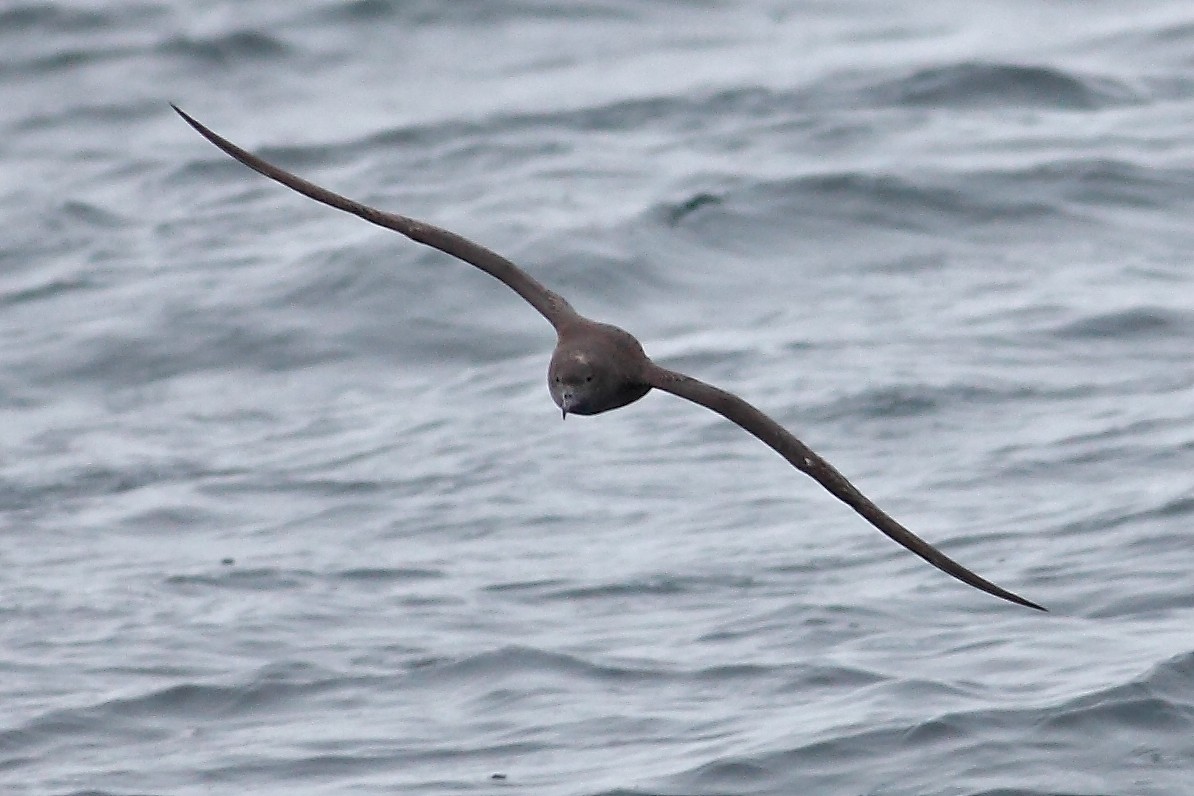 Sooty Shearwater - ML628024837