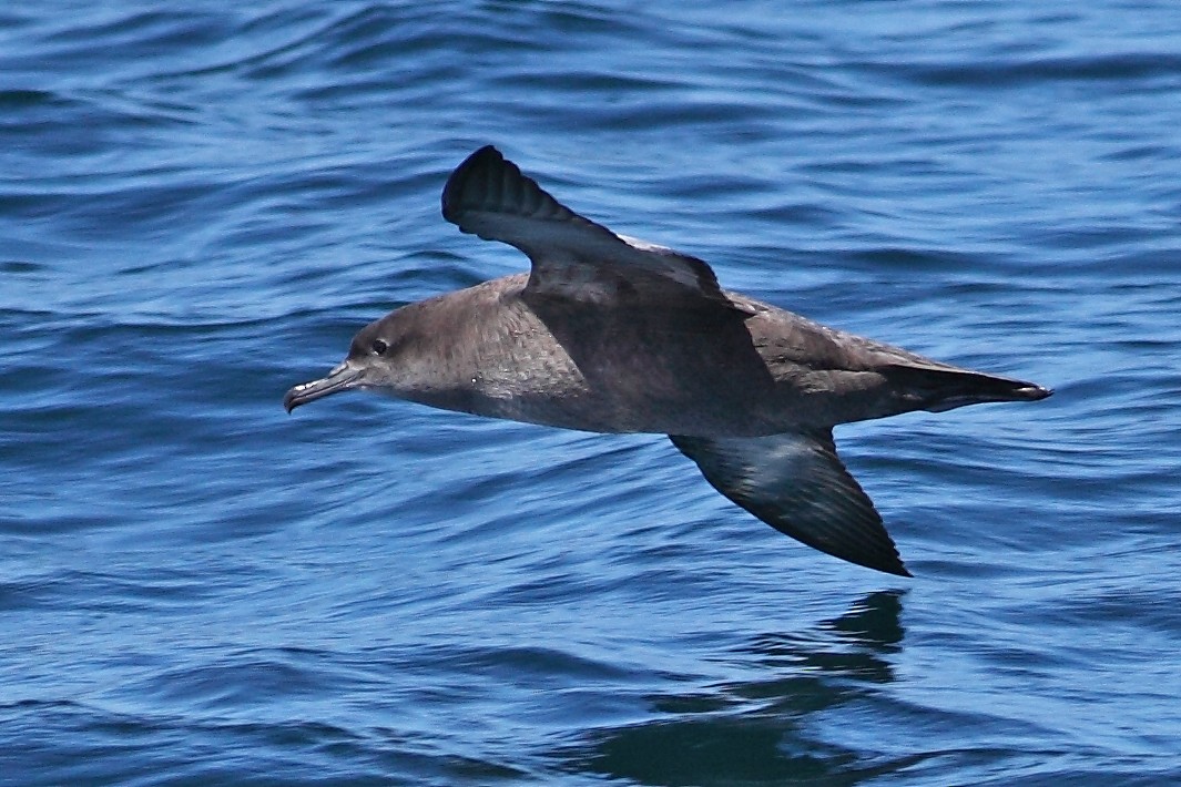 Sooty Shearwater - ML628024838