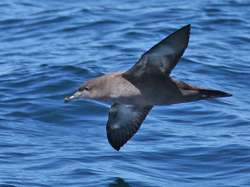 Sooty Shearwater - ML628024839