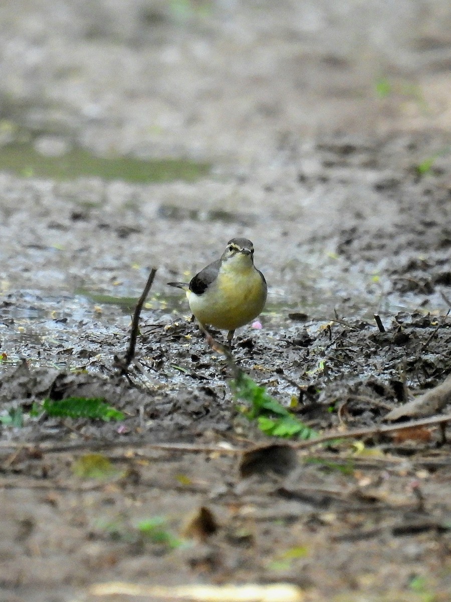 Gray Wagtail - ML628024843