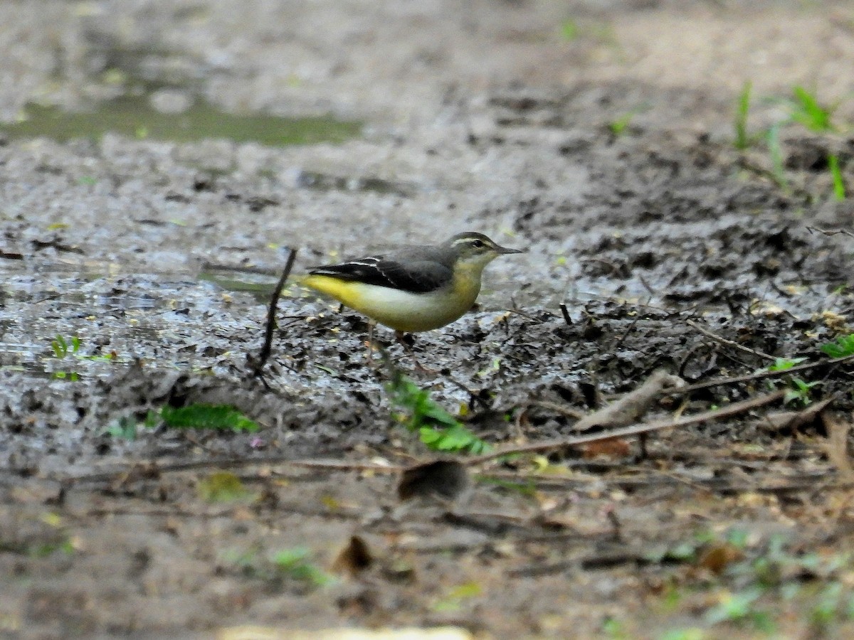 Gray Wagtail - ML628024844