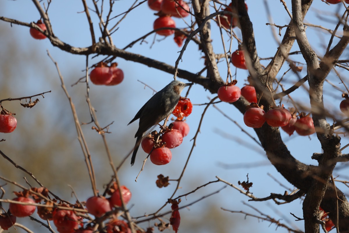 Bulbul Orejipardo - ML628024912