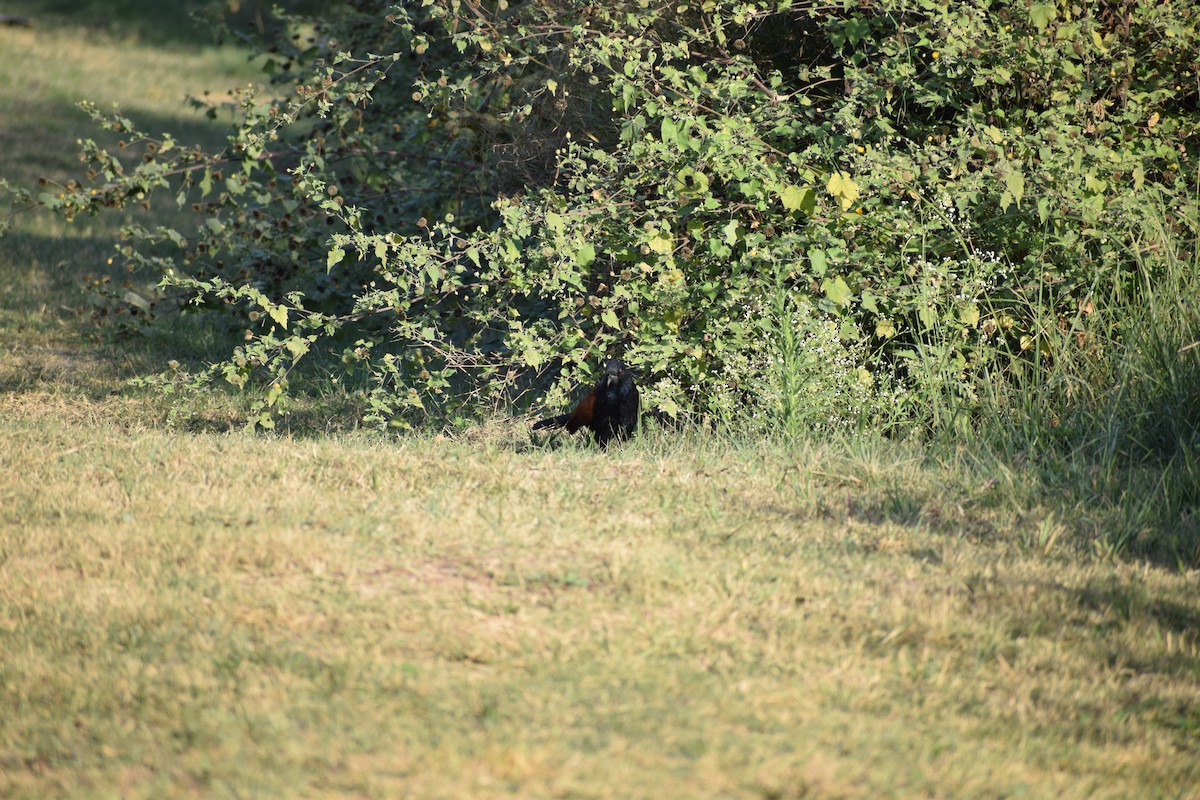 Greater Coucal - ML628024920
