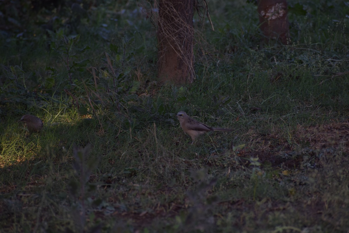 Jungle Babbler - ML628024937