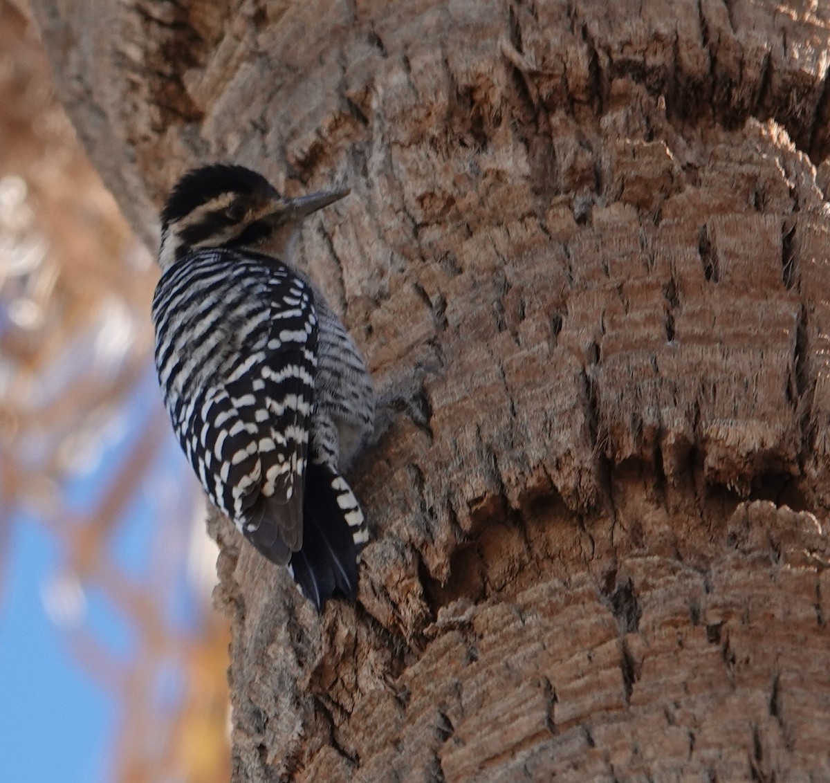 Ladder-backed Woodpecker - ML628025074