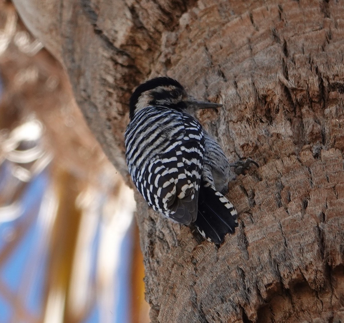 Ladder-backed Woodpecker - ML628025075