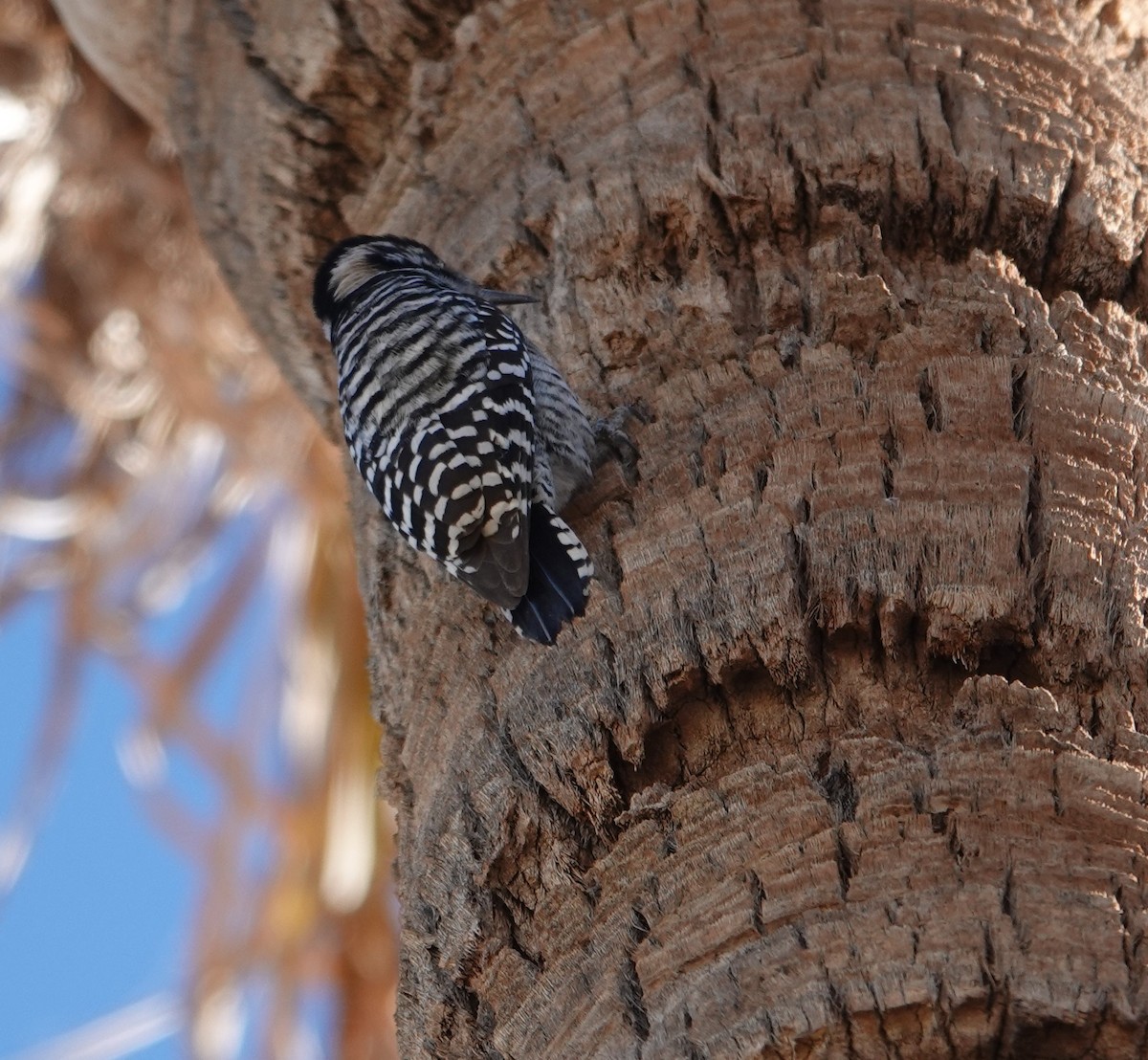 Ladder-backed Woodpecker - ML628025076