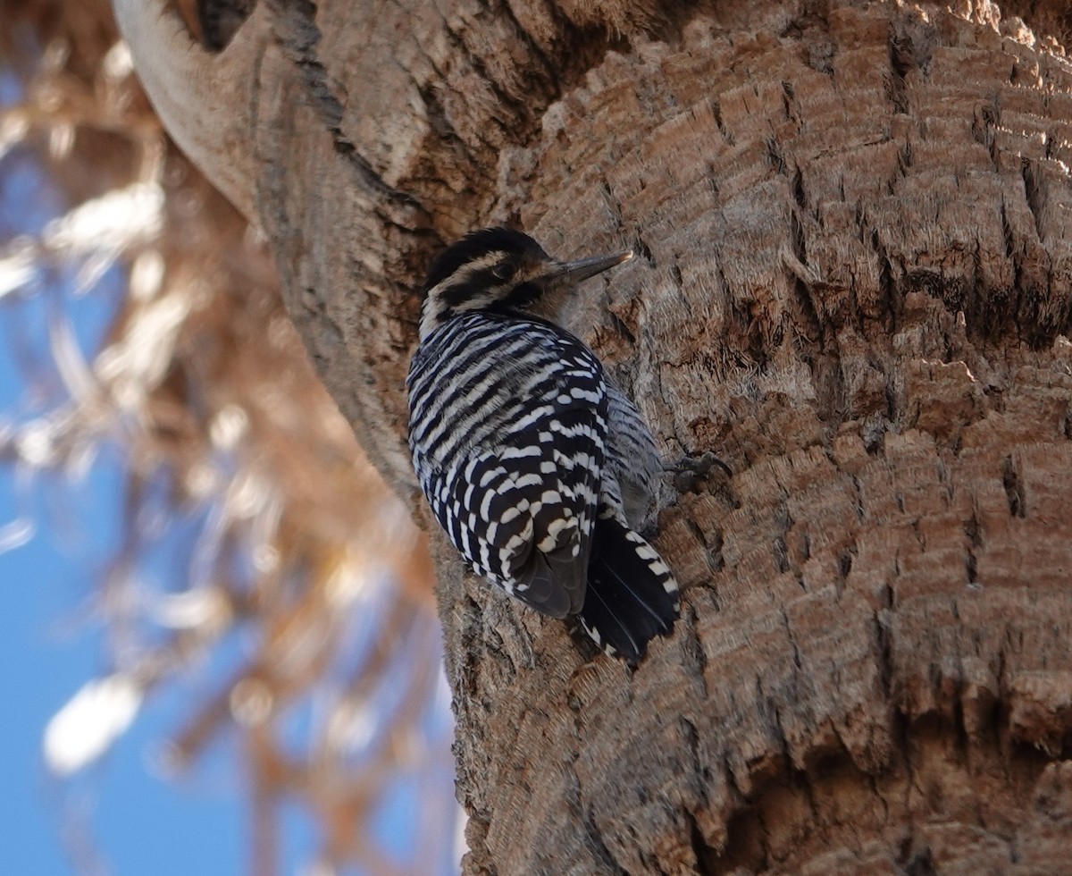 Ladder-backed Woodpecker - ML628025078