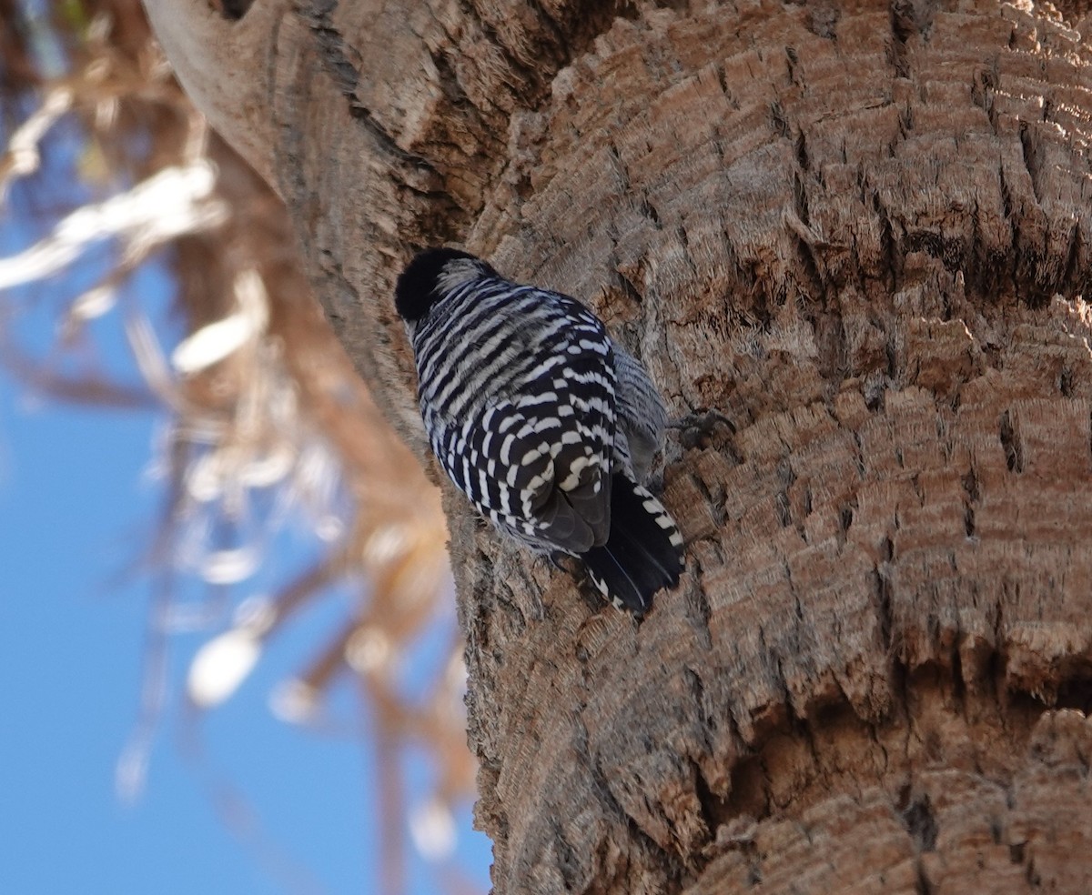 Ladder-backed Woodpecker - ML628025080