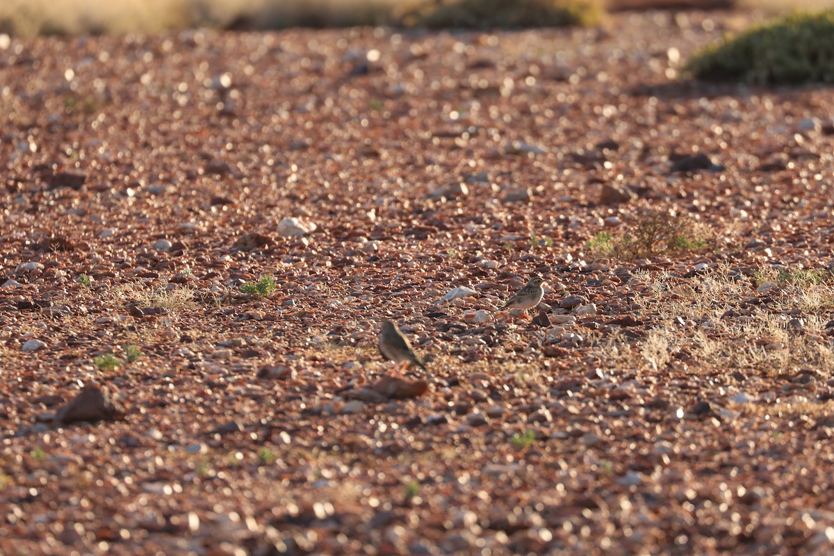 Australian Pipit - ML628025108