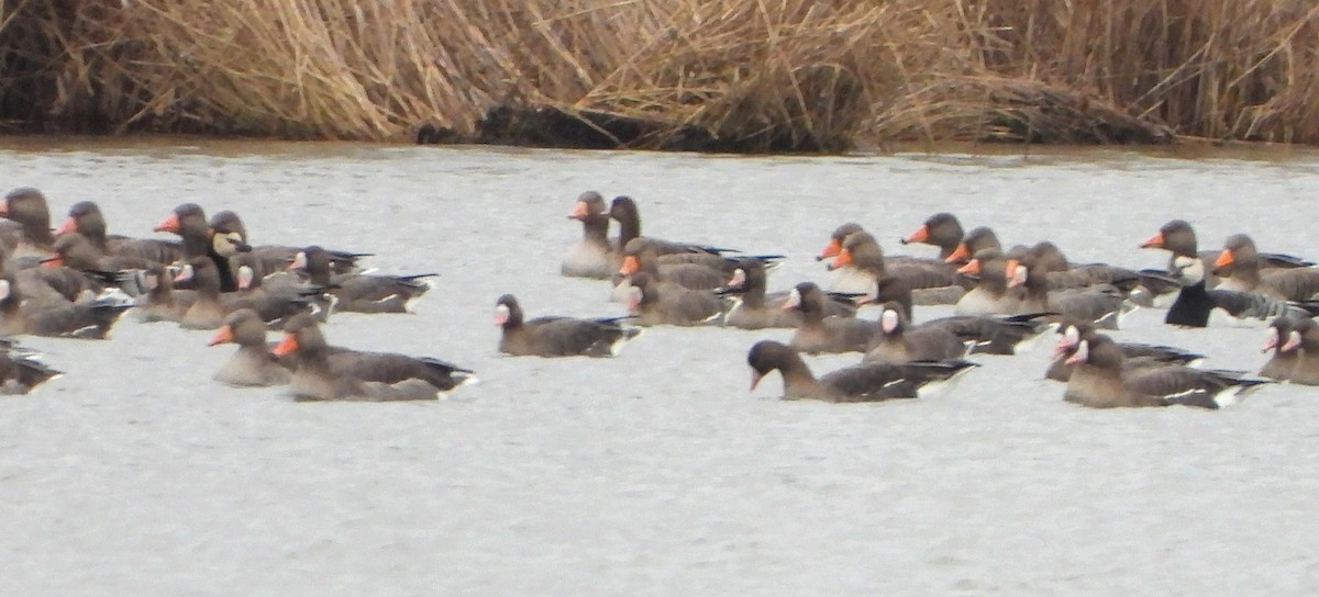 Barnacle Goose - ML628025142