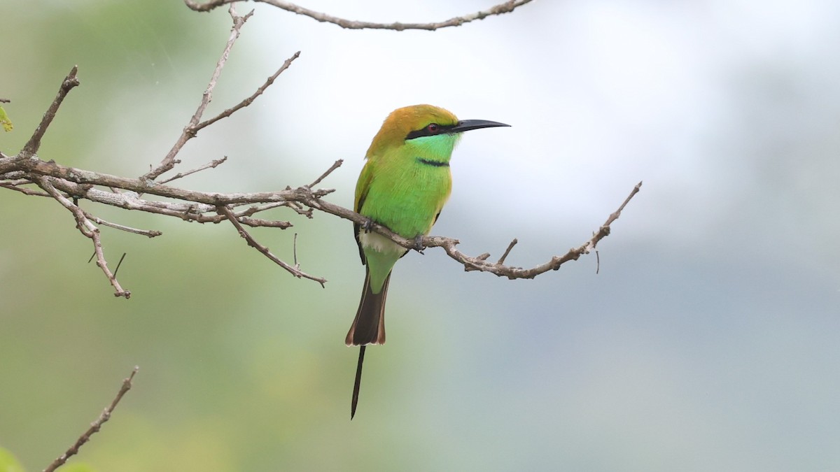 Asian Green Bee-eater - ML628025146