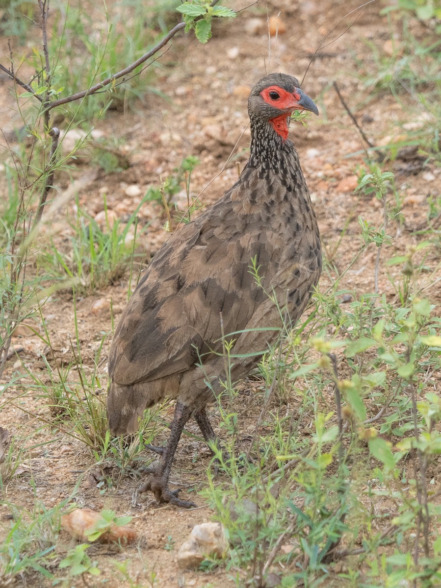 Swainson's Spurfowl - ML628025185