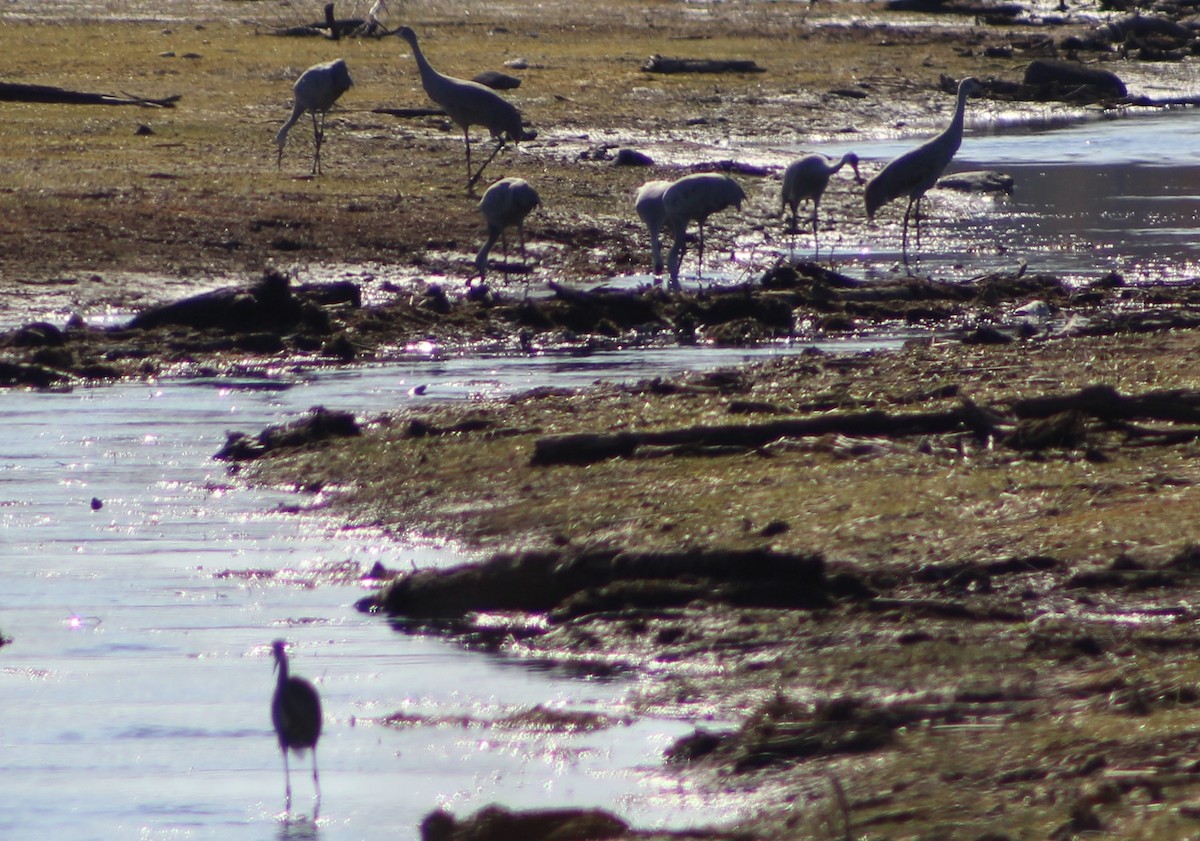 Sandhill Crane - ML628025284