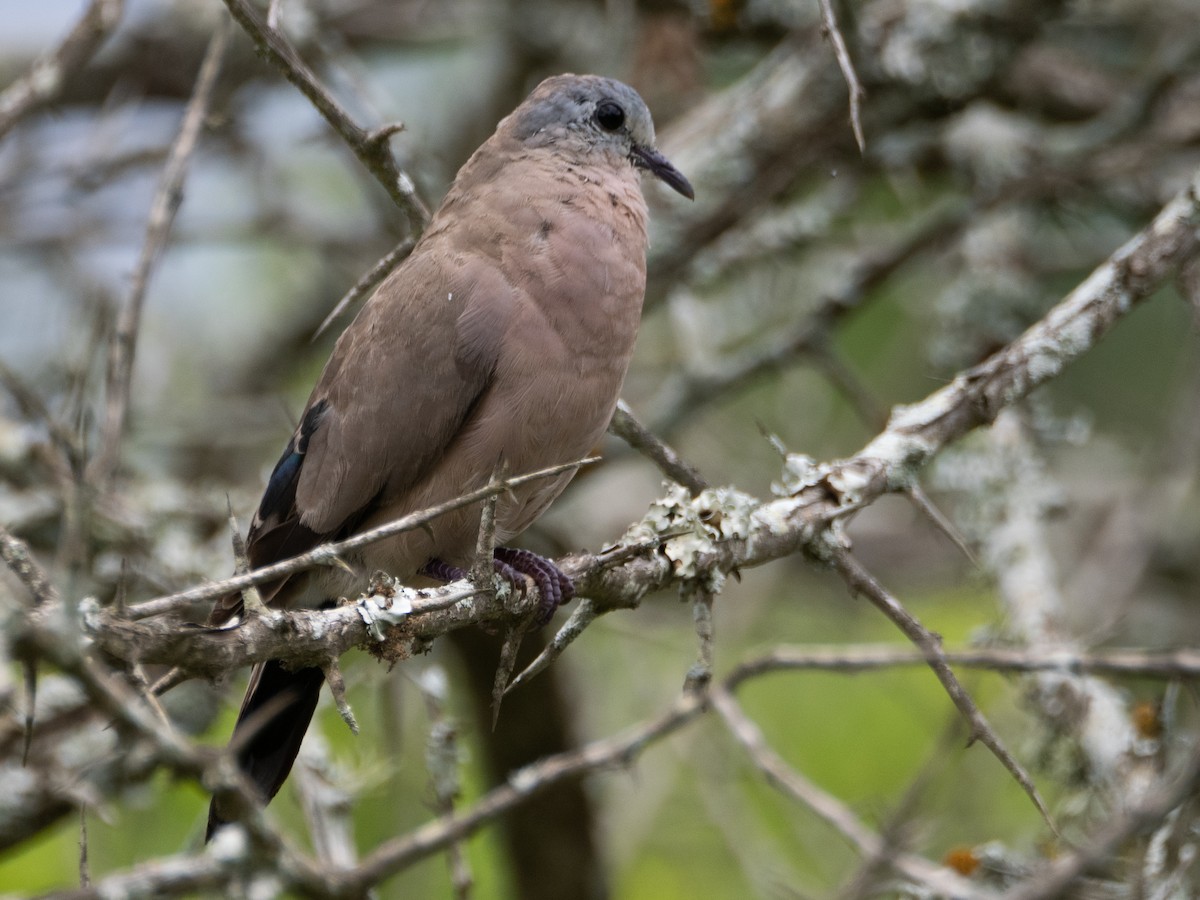 Emerald-spotted Wood-Dove - ML628025287