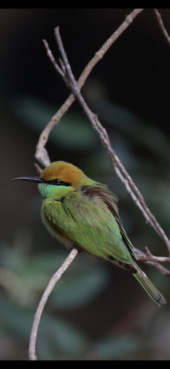 Asian Green Bee-eater - ML628025362