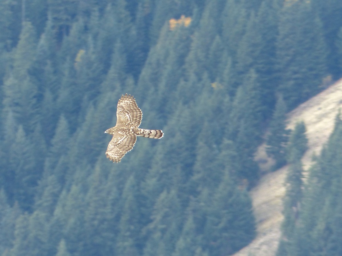 American Goshawk - ML628025366