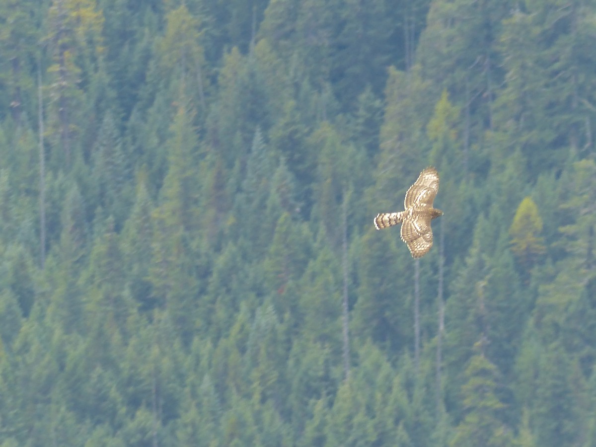 American Goshawk - ML628025368