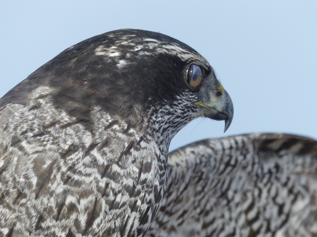 American Goshawk - ML628025394