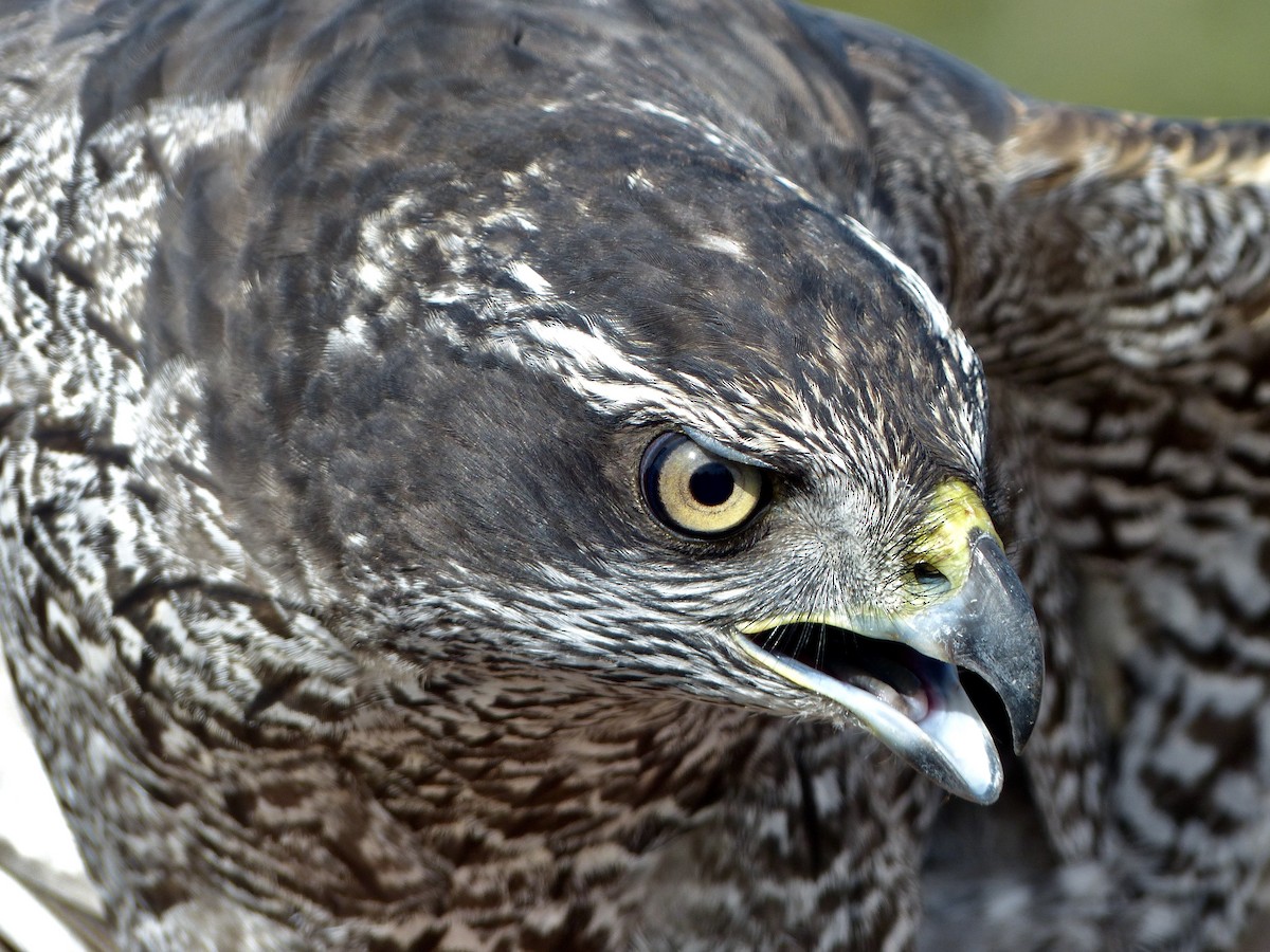 American Goshawk - ML628025395