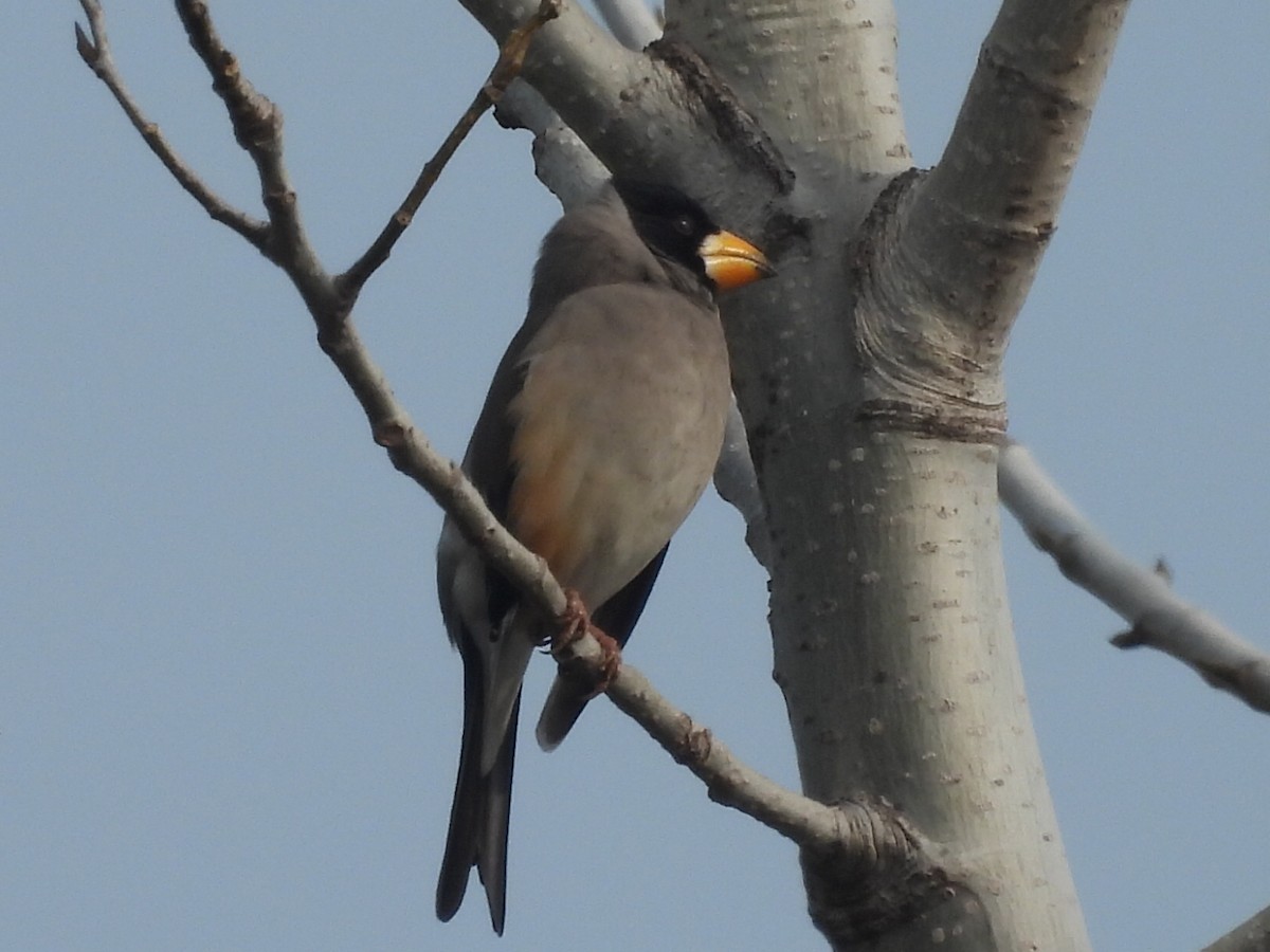 Gros-bec migrateur - ML628025579