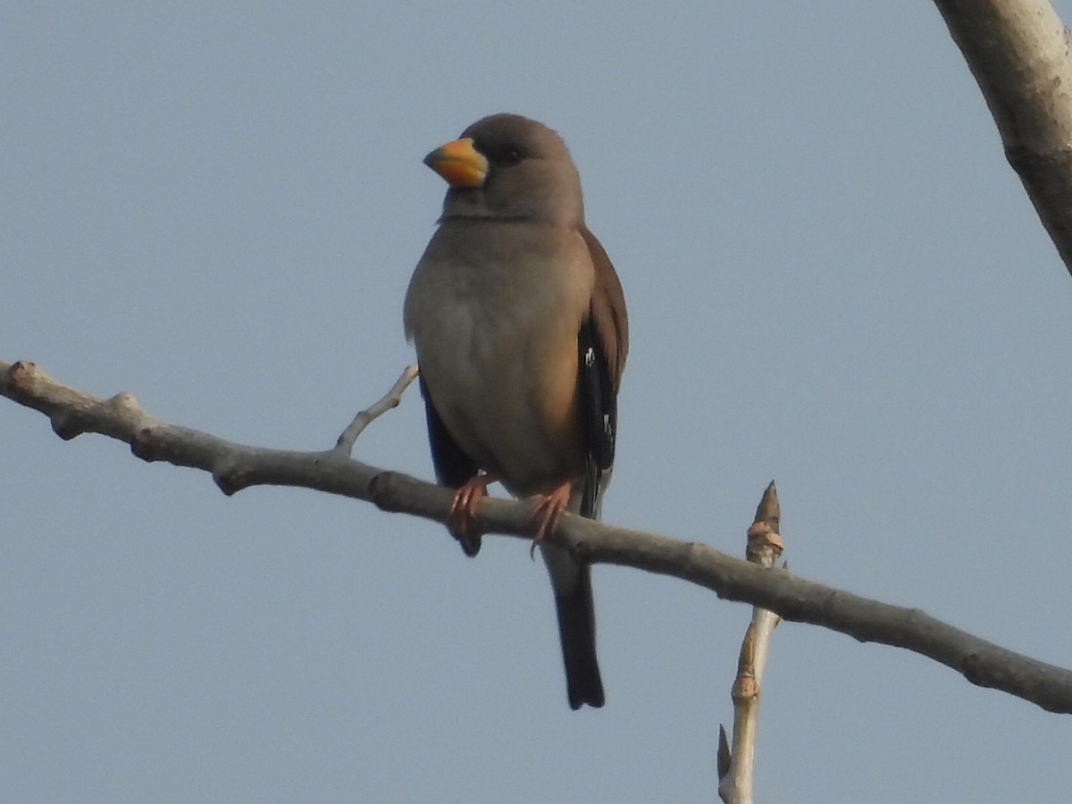 Gros-bec migrateur - ML628025580