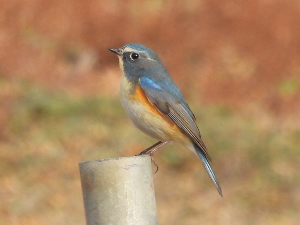 Robin à flancs roux - ML628025587