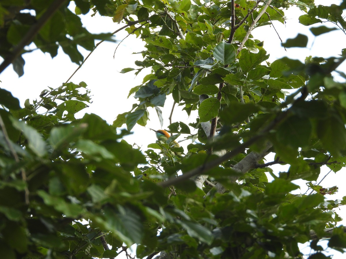 Asian Green Bee-eater - ML628025590