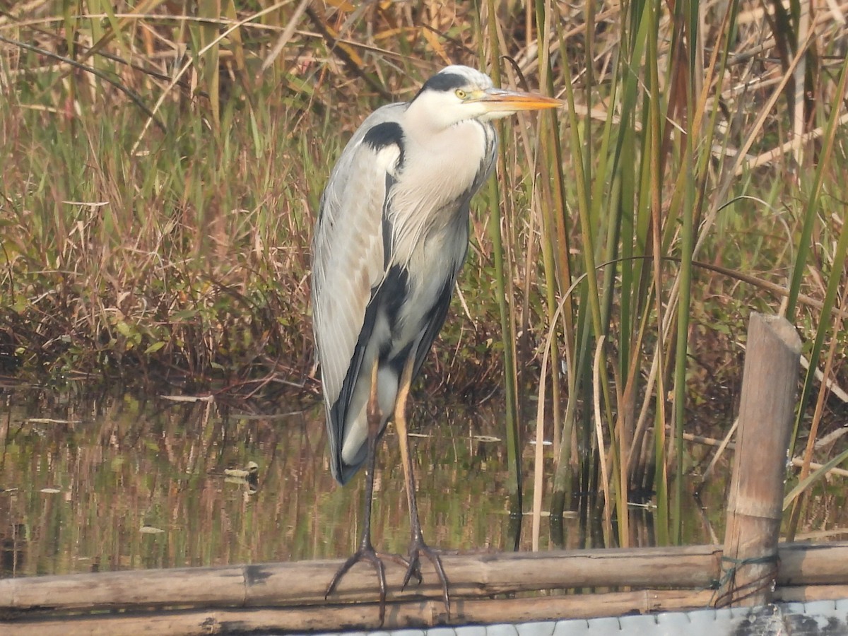 Héron cendré - ML628025607