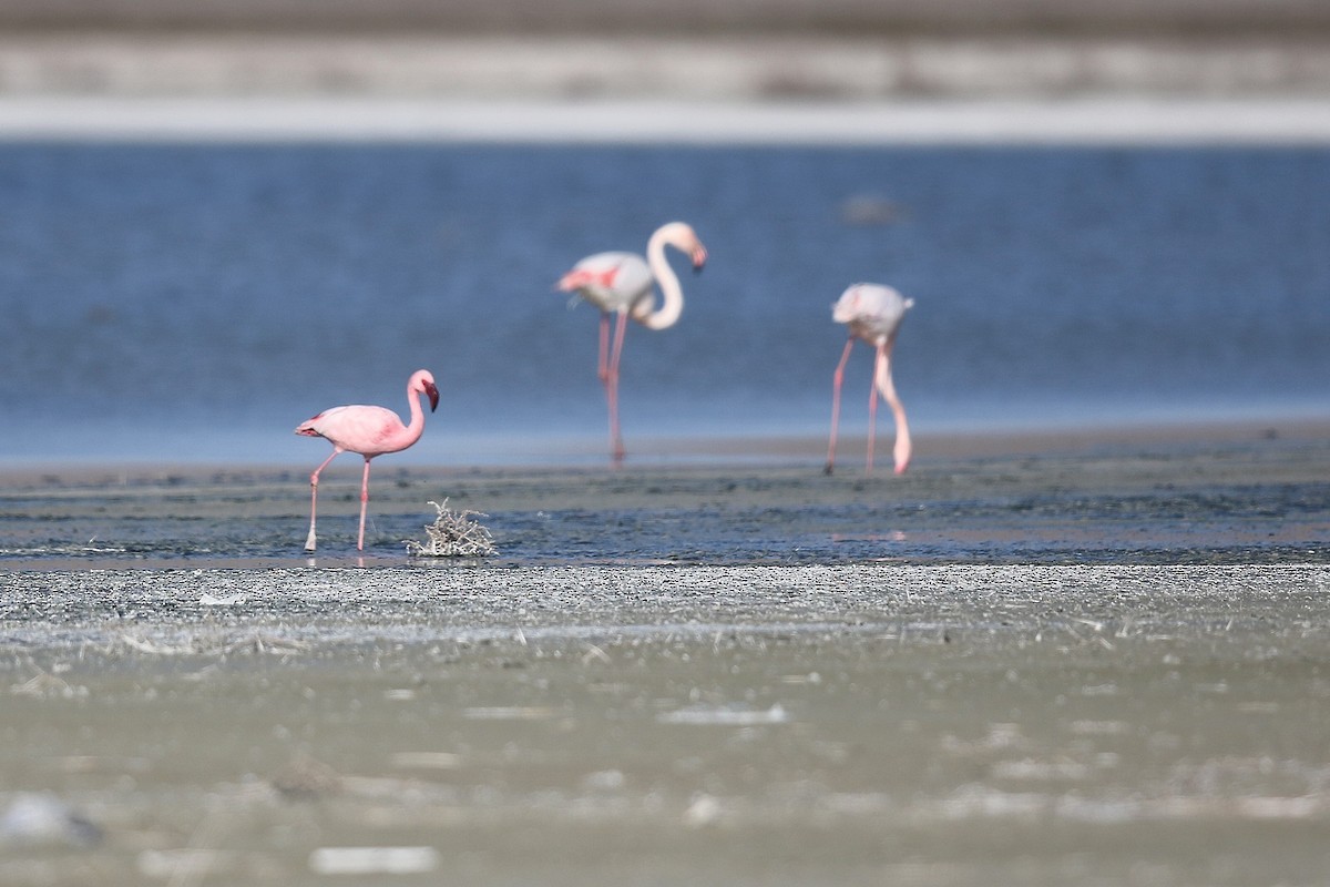 Lesser Flamingo - ML628025666