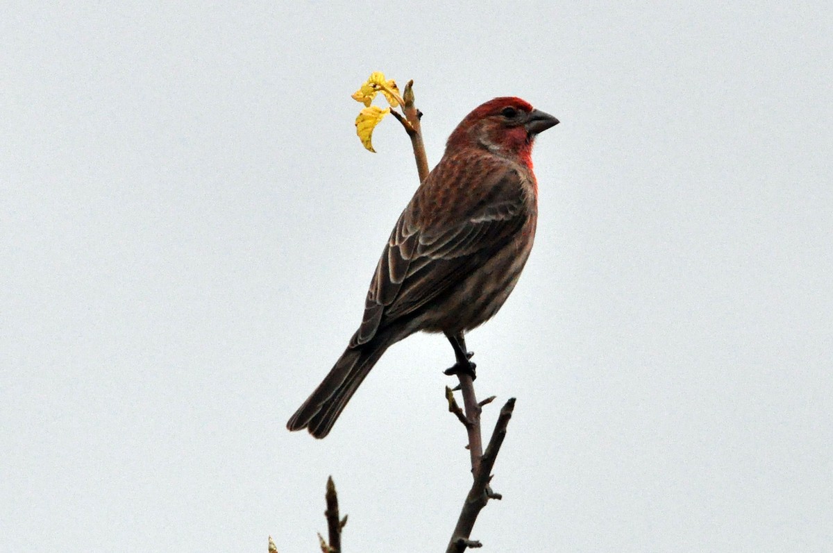 House Finch - ML628025674