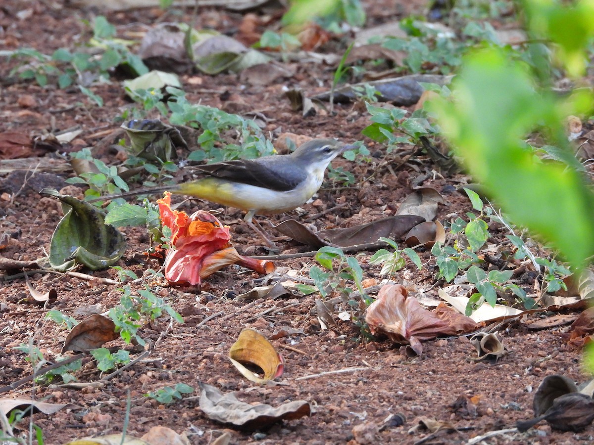 Gray Wagtail - ML628025751