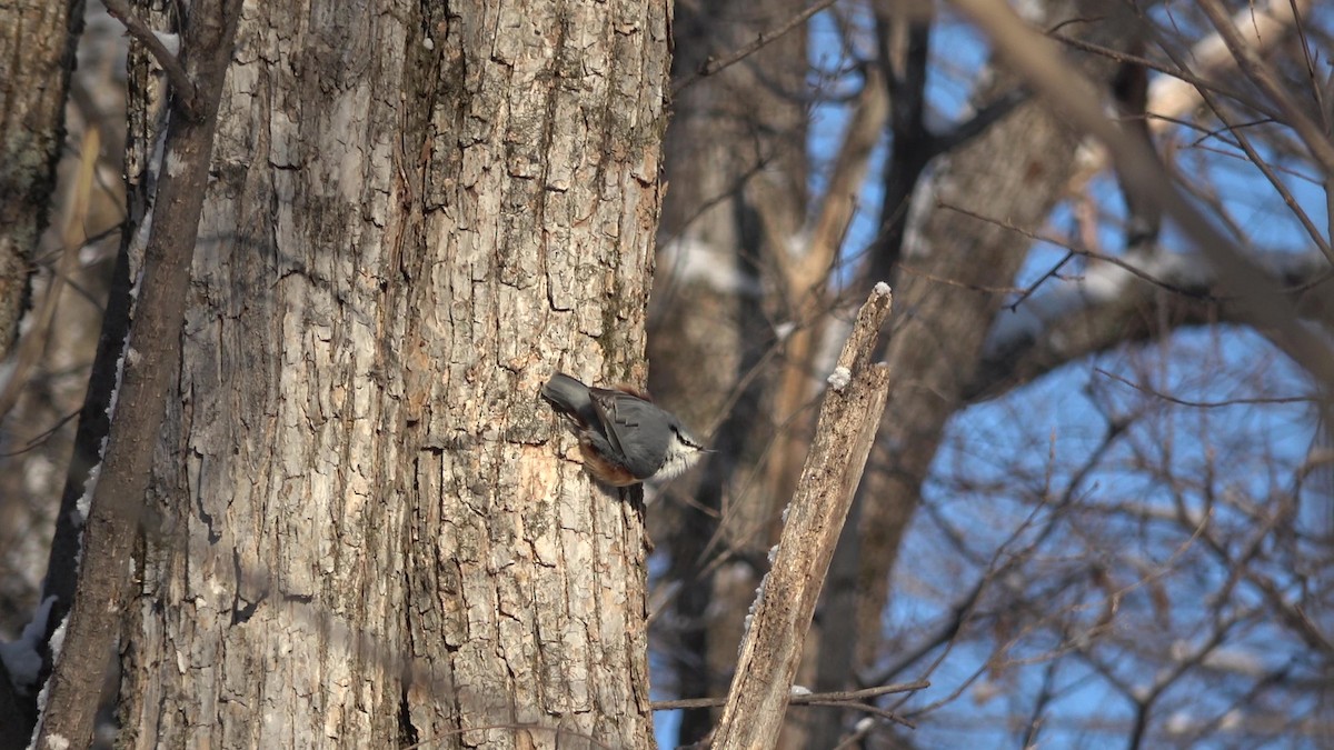 Eurasian Nuthatch (White-bellied) - ML628025848