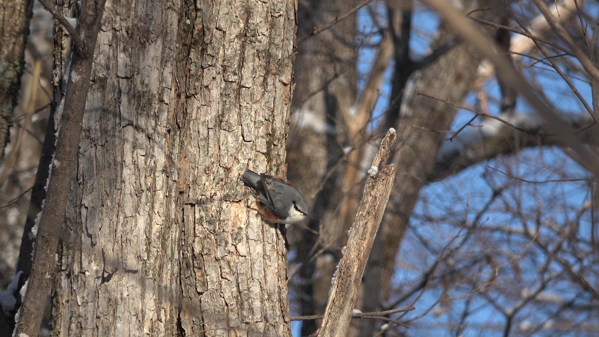 Eurasian Nuthatch (White-bellied) - ML628025849