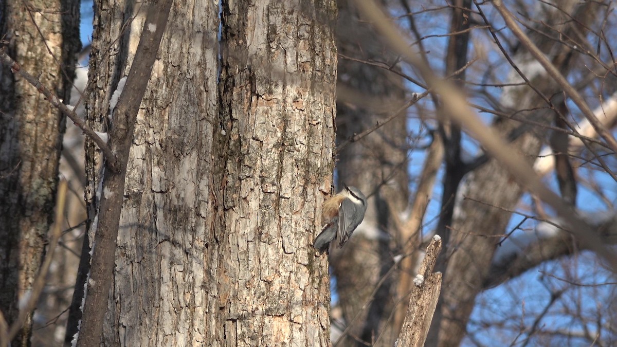 Eurasian Nuthatch (White-bellied) - ML628025850