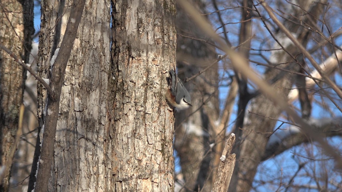 Eurasian Nuthatch (White-bellied) - ML628025851