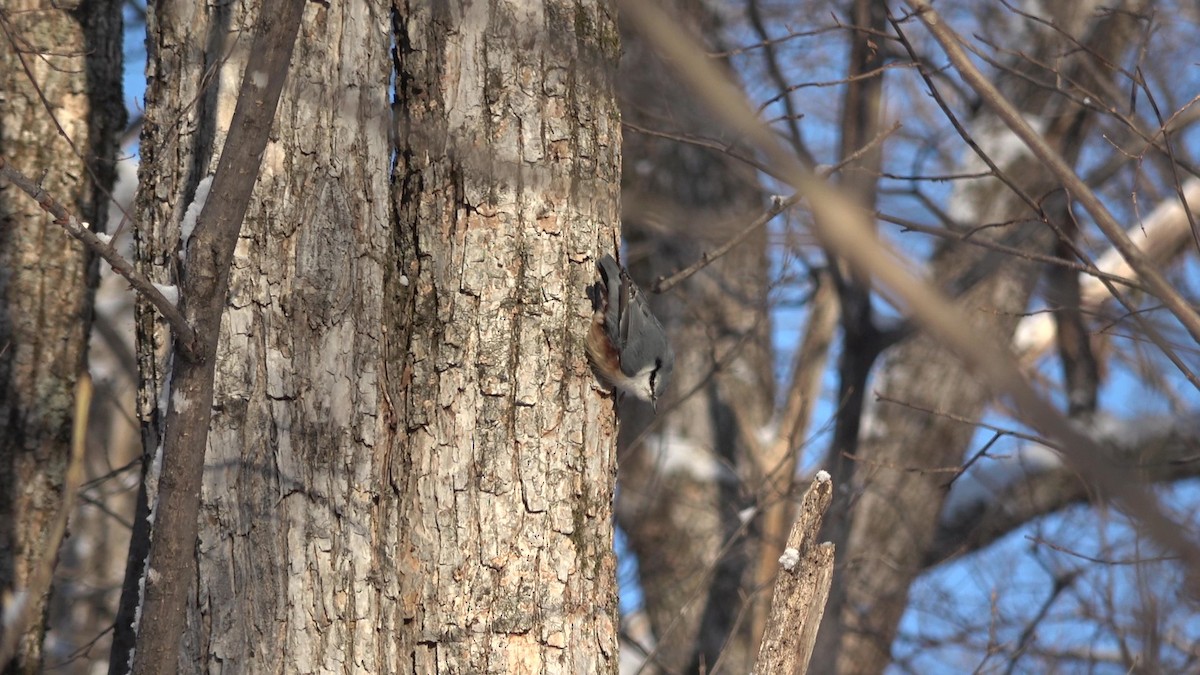 Eurasian Nuthatch (White-bellied) - ML628025852